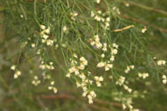 Leaves and flowers of Baccharis angustifolia