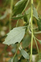 Leaf of Baccharis halimifolia