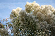 Saltbush covered with clouds formed by the hairs on the ripe fruits