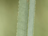 saw-grass - close-up of leaf blade showing serrated edges