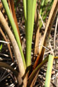 saw-grass - base of plant