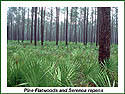 Pine flatwoods with saw palmetto
