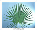 Saw palmetto leaf blade
