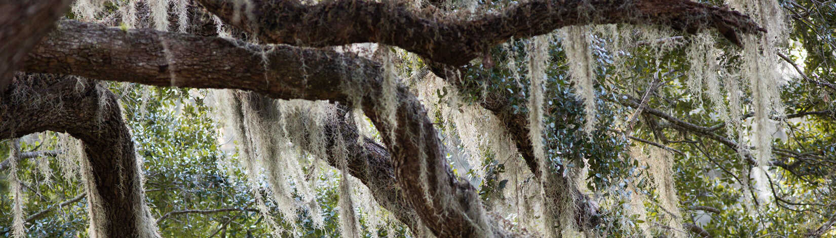 spanish moss hanging on an oak tree