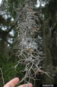 Close-up of Spanish moss with fruits