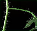 Tread softly - close-up of needles on stems