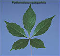 Virginia creeper - palmately-compound leaf with five leaflets small