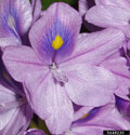 water hyacinth - A single flower with the distinctive uppermost petal