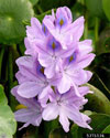 water hyacinth Inflorescence of flowers
