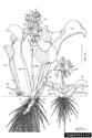 Morphology of water hyacinth plants