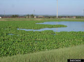 Water hyacinth infestation 