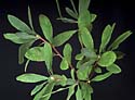 Wild azalea leaves