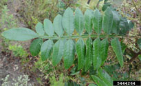 Winged sumac - Pinnately-compound leaf with winged rachis