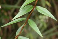 Two intertwined vines - showing opposite - simple leaves