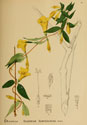 Botanical illustration from 1887