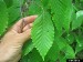 leaf-hand