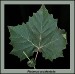 sycamore-green-leaf