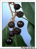 black-cherry-fruits