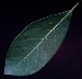 blackgum-leaf