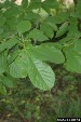 blackgum-leaves