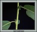 cwillow-leaves-stem