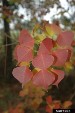 ctallow-red-leaves