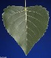 cottonwood-single-leaf