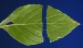 dogwood-leaf