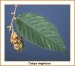 hophornbeam-leaf
