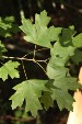 fl-maple-leaves