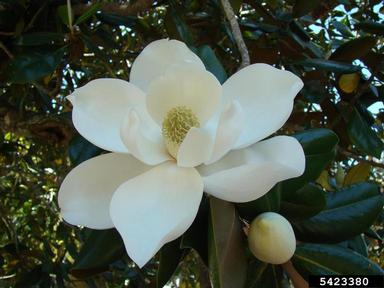 magnolia-full