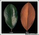 magnolia-leaves