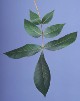mockernut-leaves