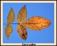 pignut-close-leaf