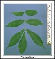 pignut-leaves