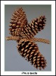 loblolly-pine-cone