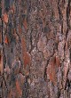 longleaf-pine-bark