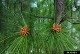 longleaf-pine-fronds
