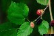 mulberry-fruits