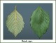 rbirch-compare-leaves