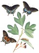 sassafras-butterflies