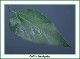 sugarberry-one-leaf