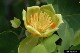 tuliptree-flowers