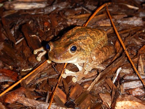cuban-frog
