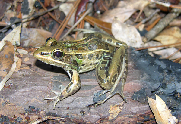 leopard-frog