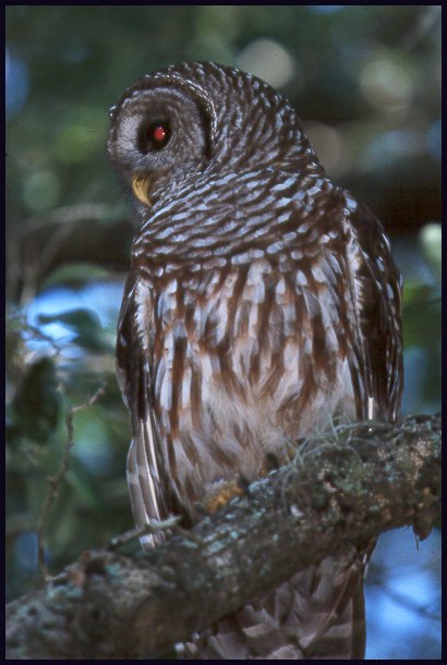 b-owl