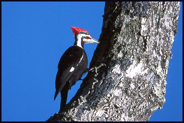 p-woodpecker