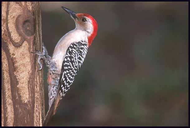 rb-woodpecker