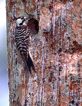 rc-woodpecker
