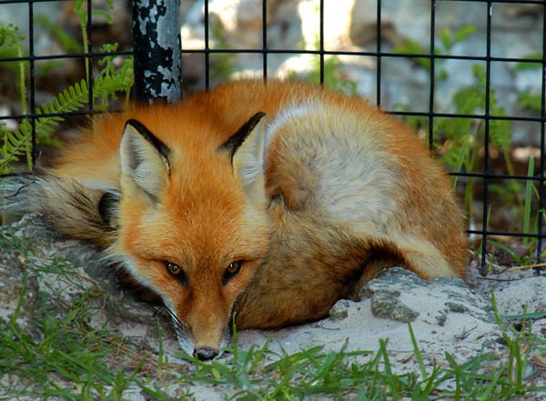 r-fox